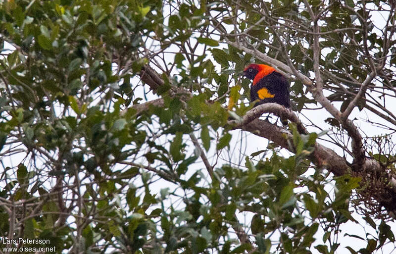 Fire-maned Bowerbird