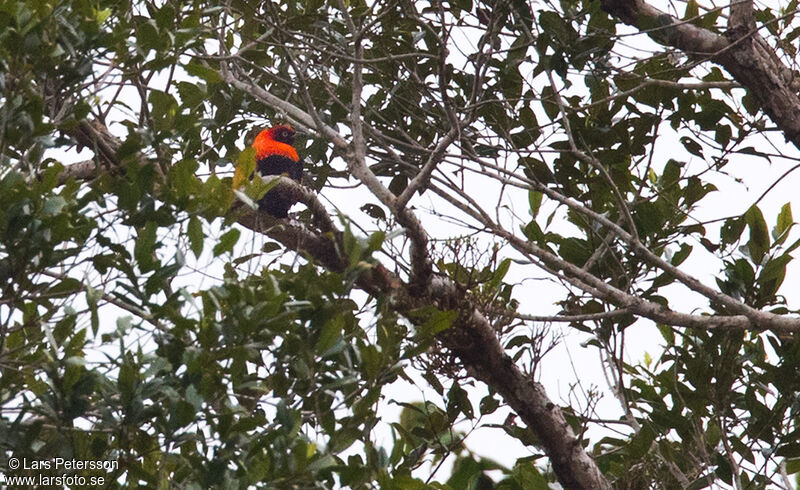 Fire-maned Bowerbird