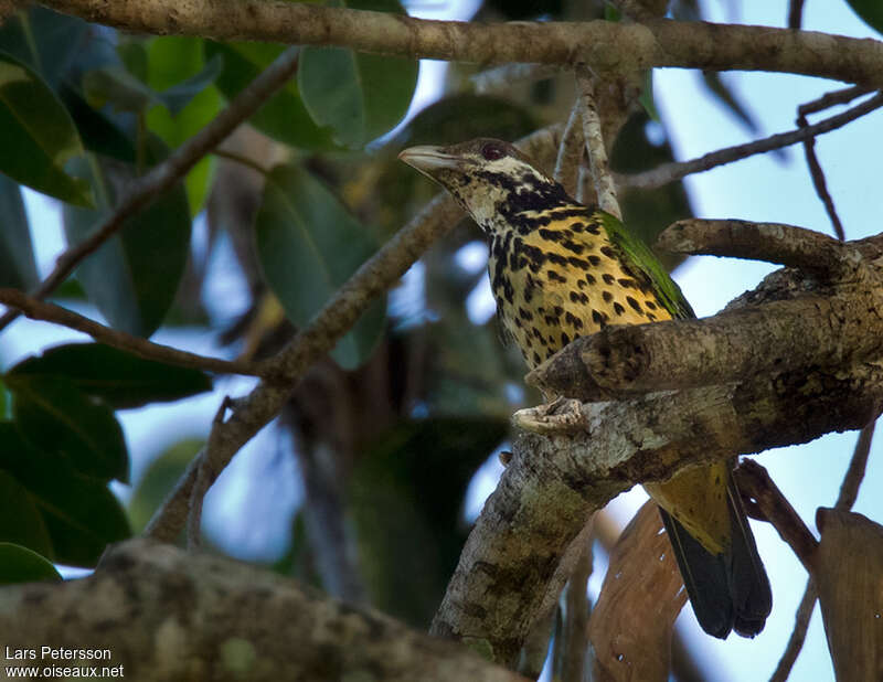 Tan-capped Catbird