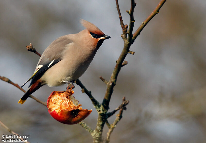 Bohemian Waxwing