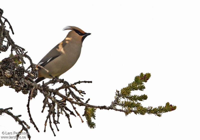 Bohemian Waxwing