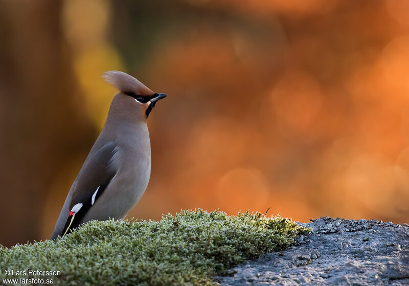 Bohemian Waxwing