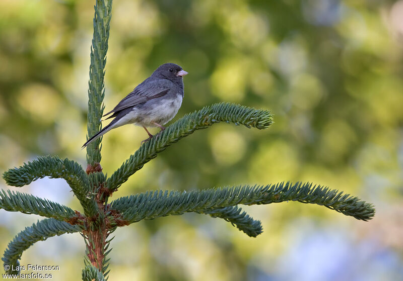 Junco ardoisé