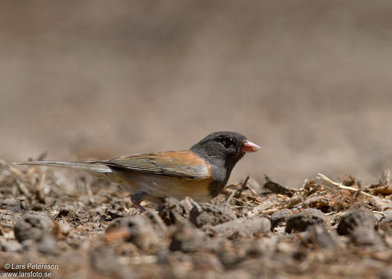 Junco ardoisé