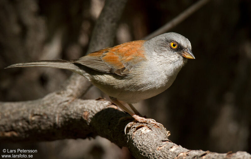 Junco aux yeux jaunes