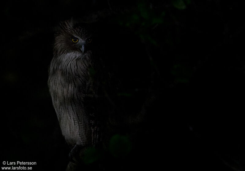 Blakiston's Fish Owl