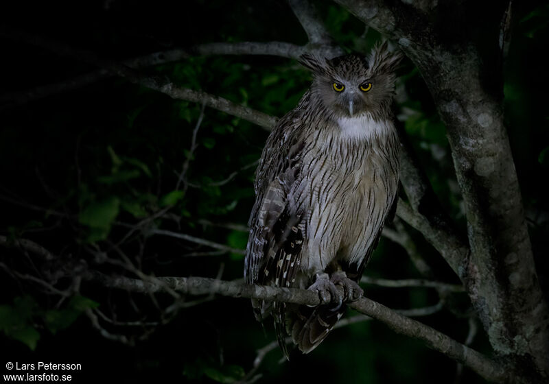 Blakiston's Fish Owl