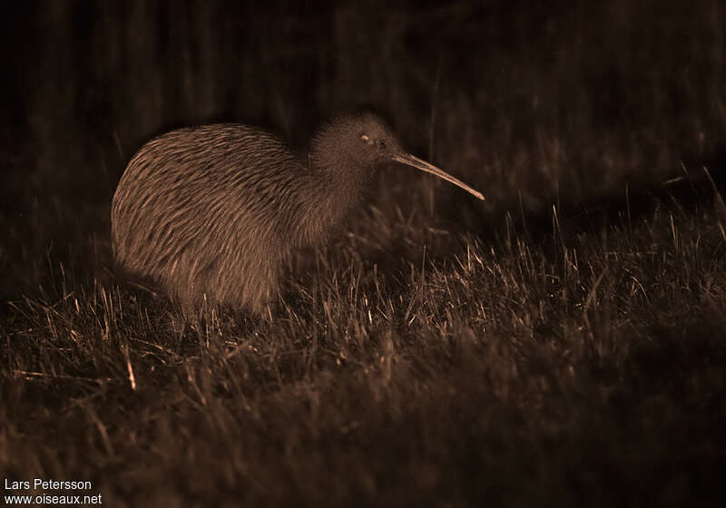 Southern Brown Kiwiadult, identification