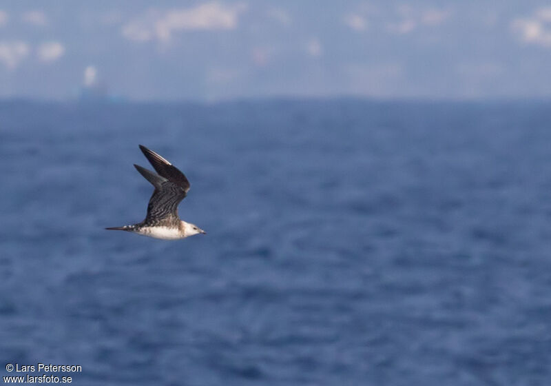 Long-tailed Jaeger