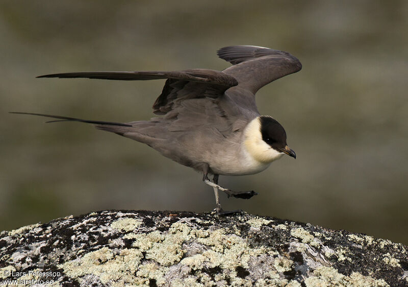 Long-tailed Jaeger