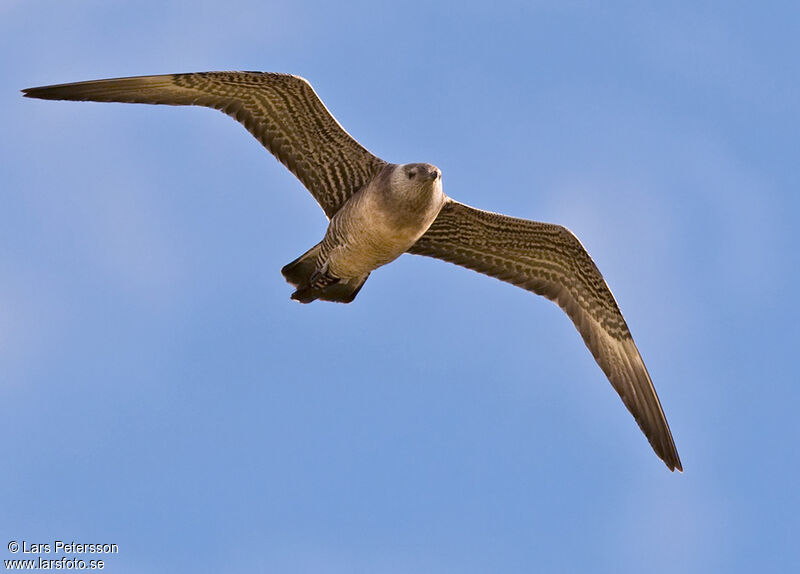 Long-tailed Jaeger