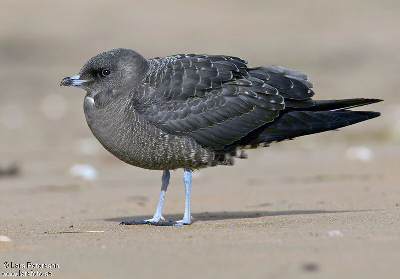 Long-tailed Jaeger