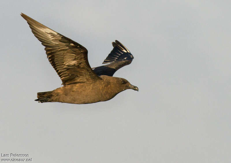 Brown Skuaadult, pigmentation, Flight