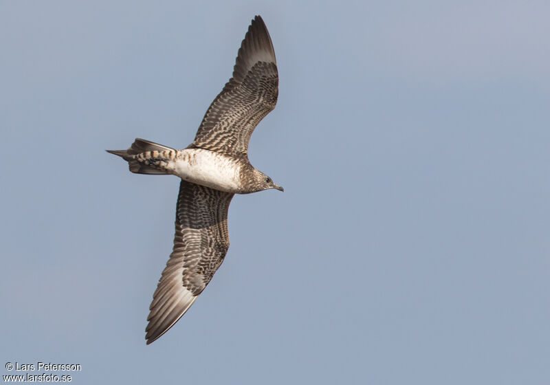 Parasitic Jaeger