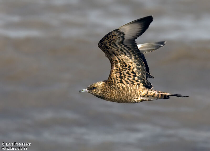 Parasitic Jaeger