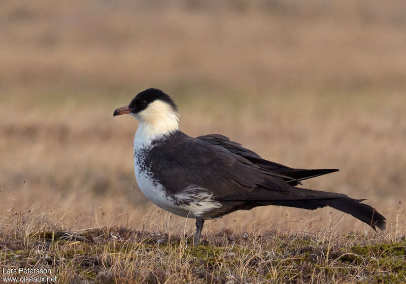 Pomarine Jaegeradult breeding, identification