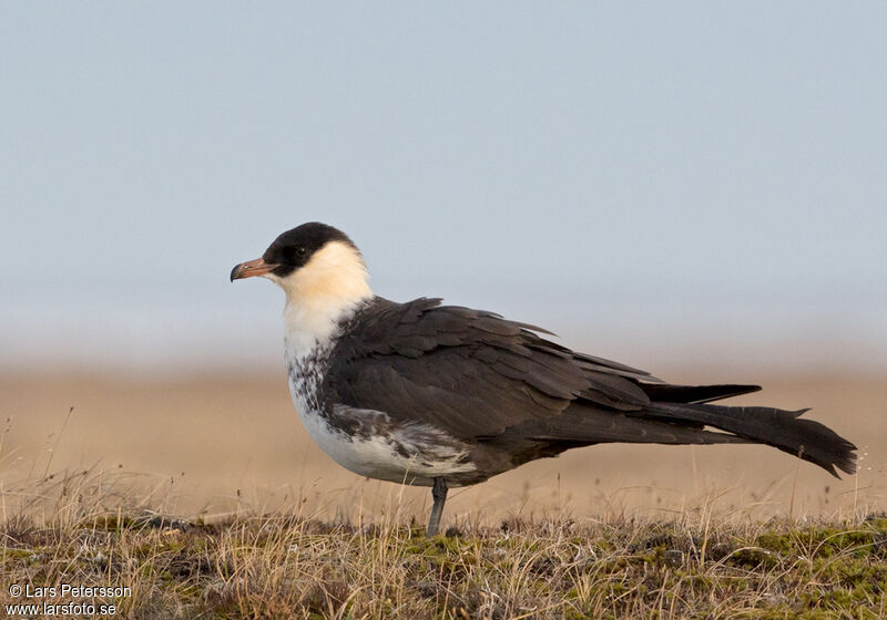 Pomarine Jaeger