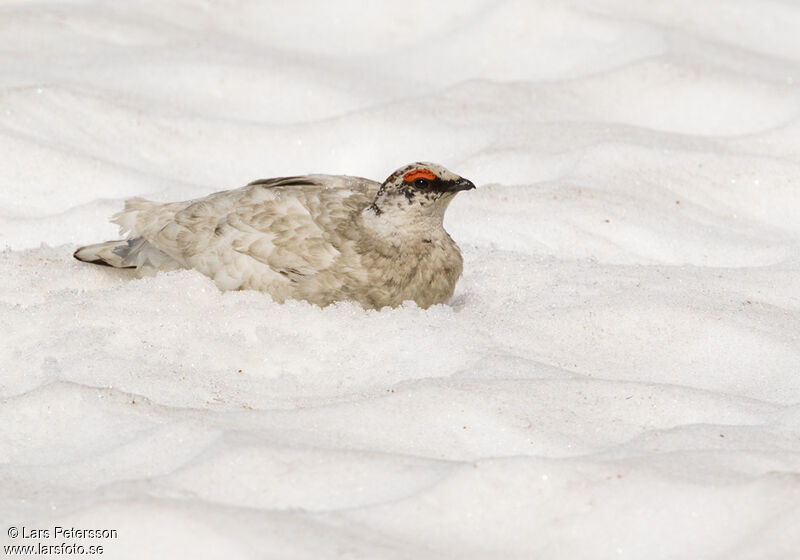 Rock Ptarmigan