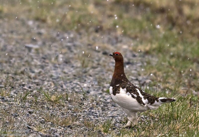 Willow Ptarmigan