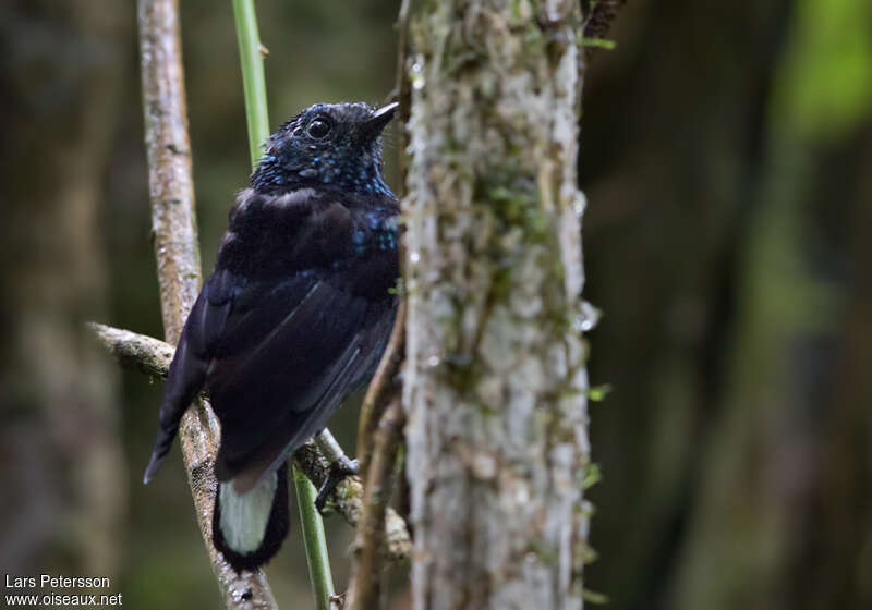 Lamprolie de Vanua Levuadulte