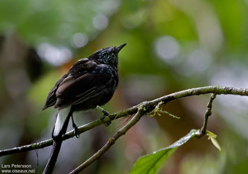 Natewa Silktailadult