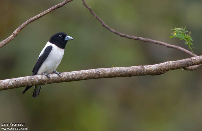 Langrayen des Bismark, identification