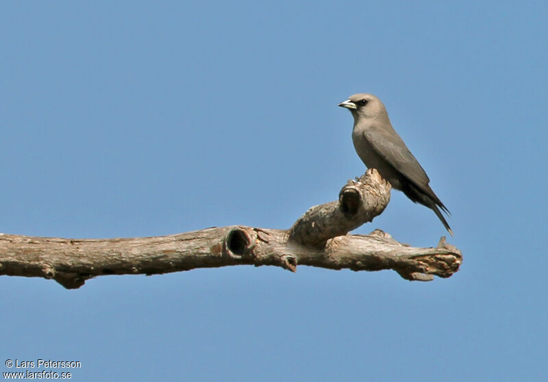 Black-faced Woodswallow