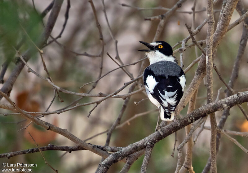 White-tailed Shrike