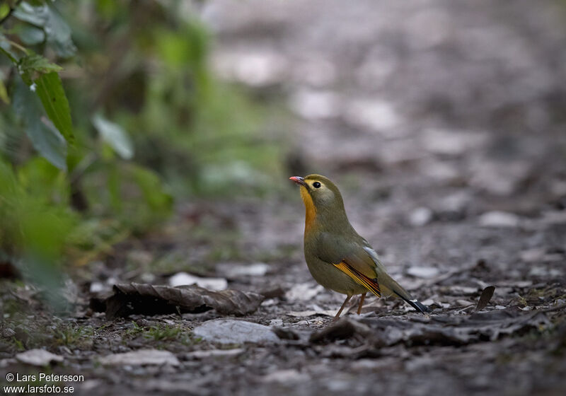 Red-billed Leiothrix