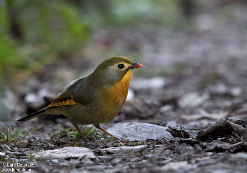 Red-billed Leiothrix