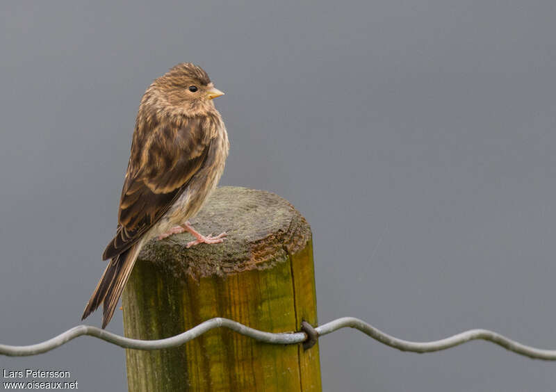 Linotte à bec jaune1ère année, identification