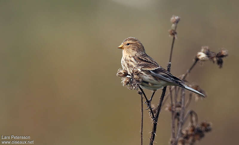 Twiteadult, eats