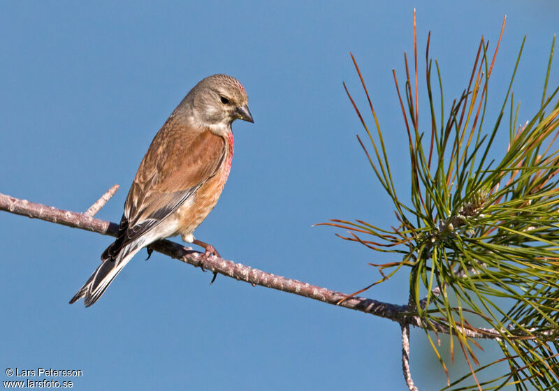 Common Linnet