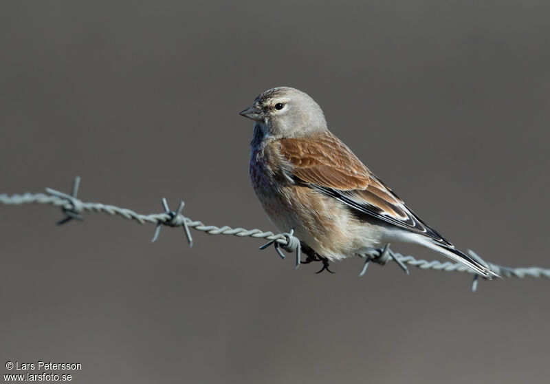 Linotte mélodieuse