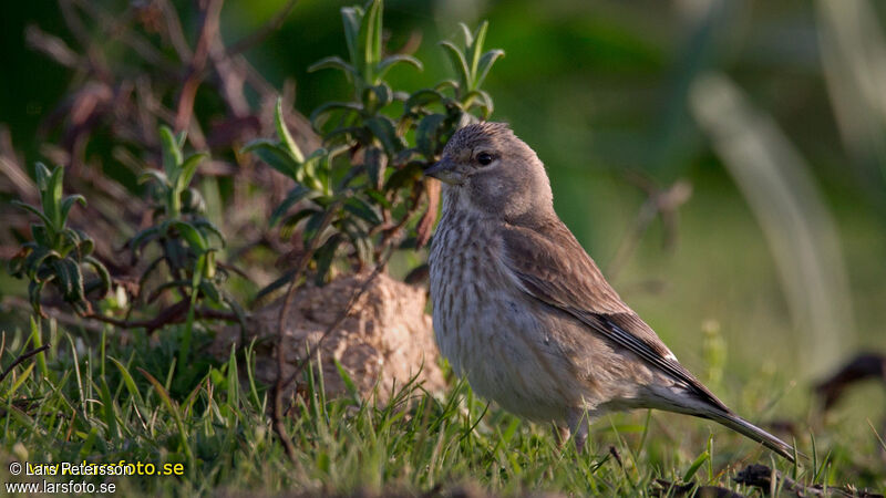 Common Linnet