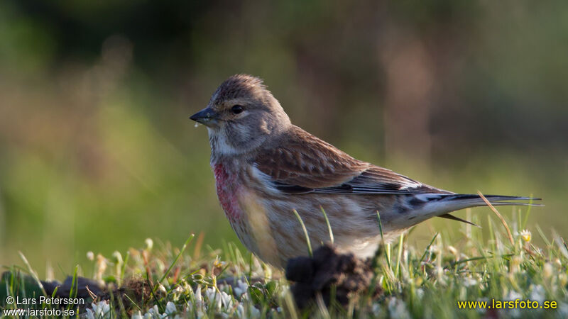 Common Linnet