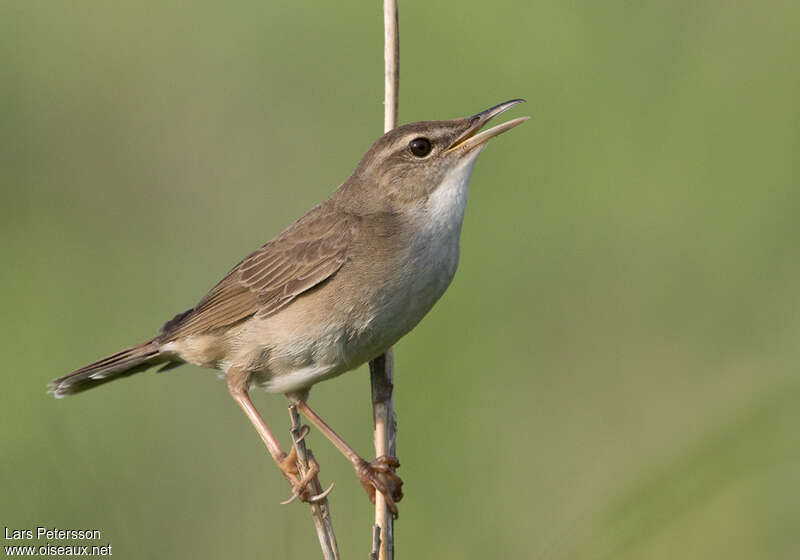 Locustelle de Pleskeadulte, identification