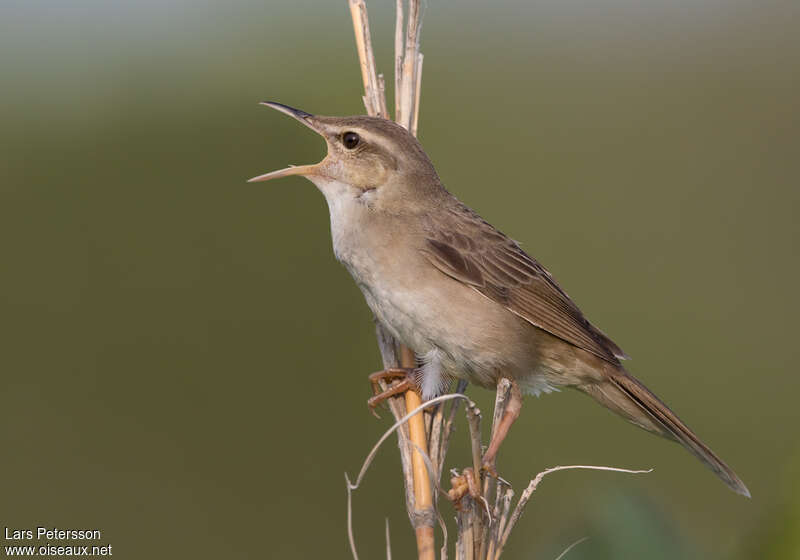 Styan's Grasshopper Warbler male adult breeding, song