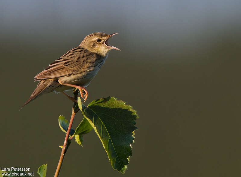 Lanceolated Warbler male adult, song