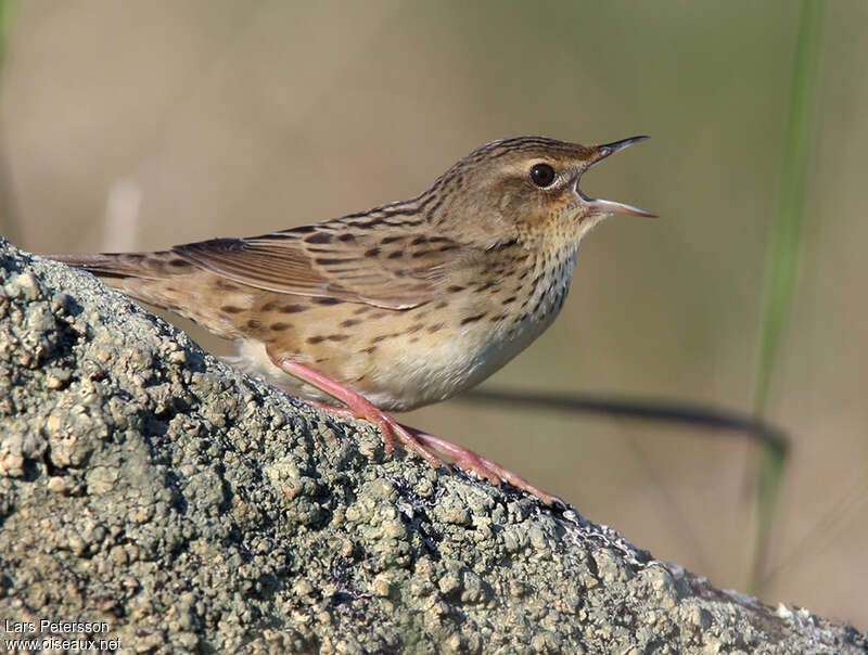 Lanceolated Warbler male adult breeding, close-up portrait, pigmentation, song