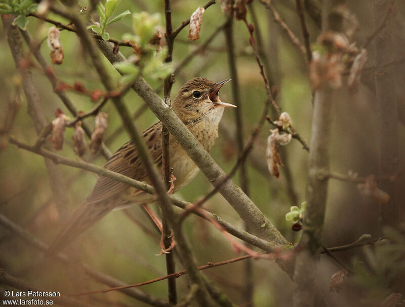 Common Grasshopper Warbler