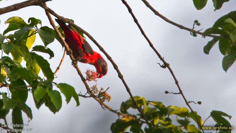 Black-winged Loryadult