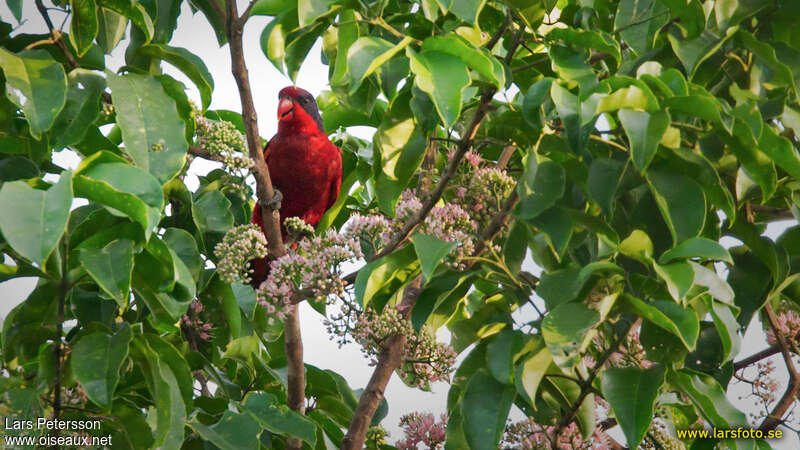 Black-winged Loryadult