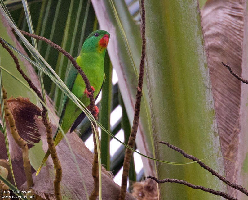 Lori à menton rouge