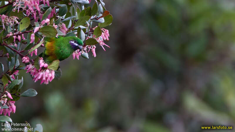 Plum-faced Lorikeet female adult, close-up portrait