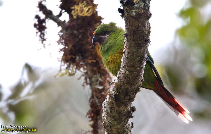 Plum-faced Lorikeetimmature, identification