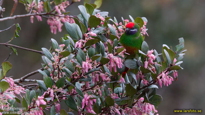 Plum-faced Lorikeet male adult, close-up portrait