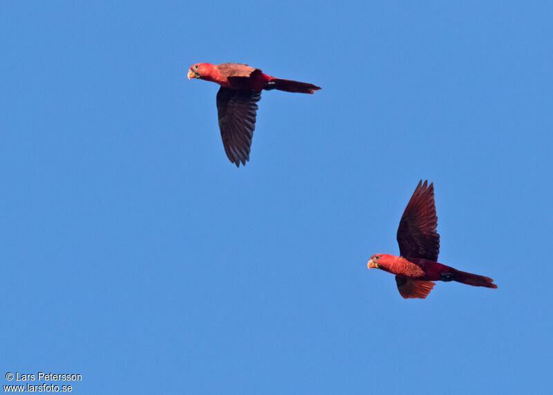 Cardinal Lory