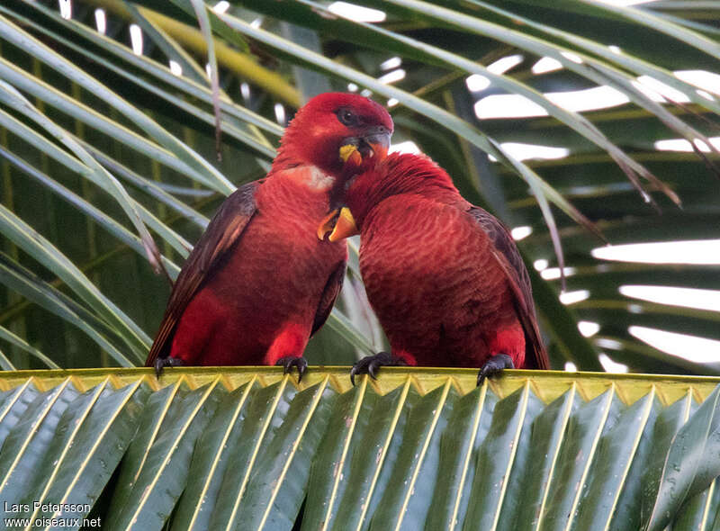 Cardinal Loryadult, Behaviour