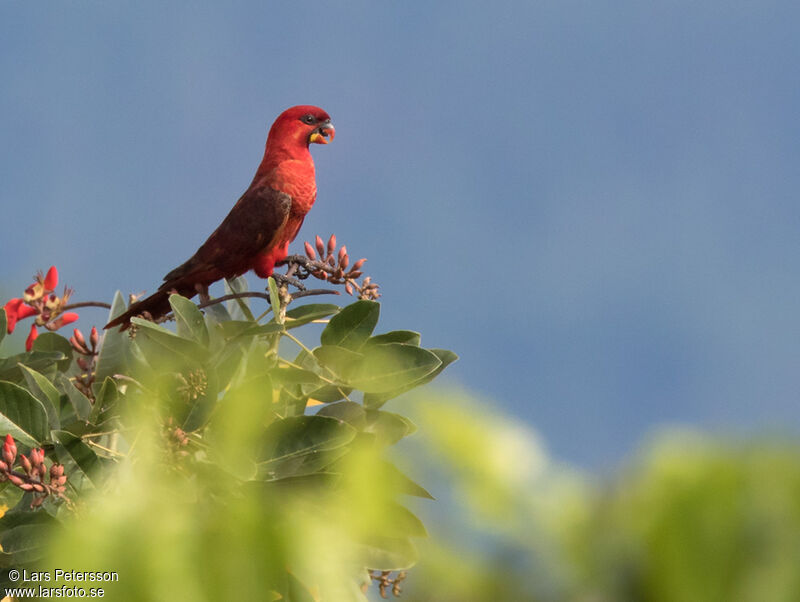 Cardinal Lory